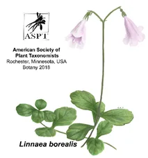 Drawing of Linnaea borealis