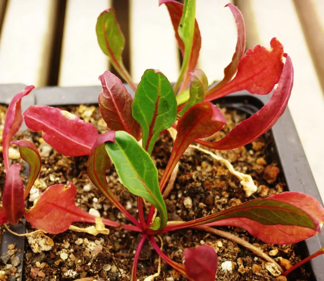 Sea beet turns red under stress