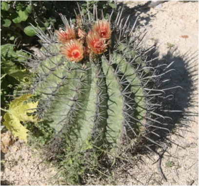 Cactus in Mexico