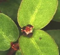 Hawaiian Euphorbia