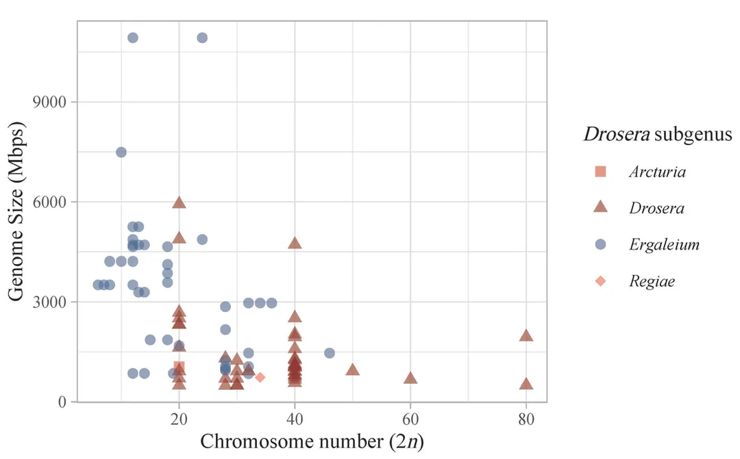 Distribution of chromosome number vs. genome size across subgenera of Drosera