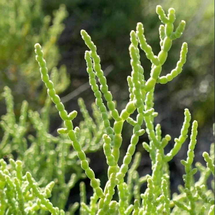 Allenrolfea occidentalis