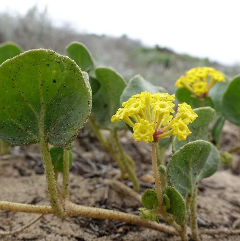 Abronia latifolia