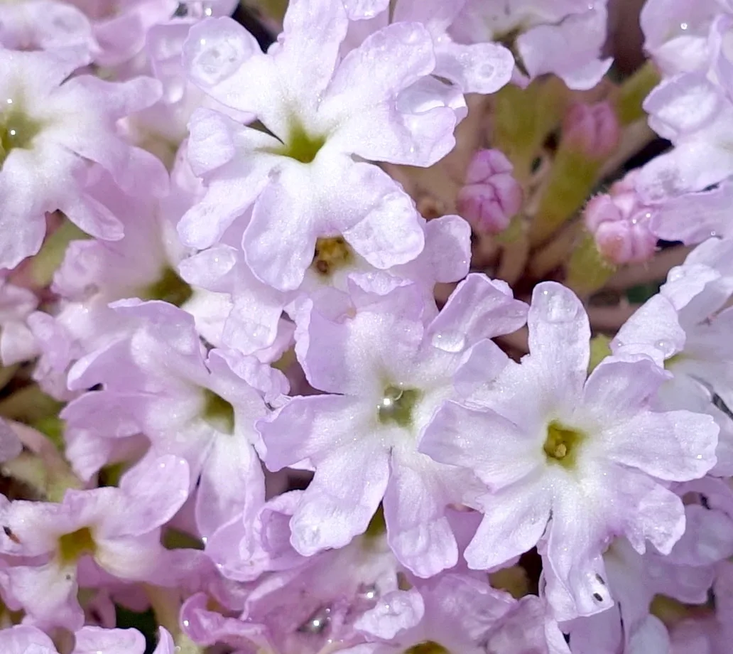 Abronia with pink betalain