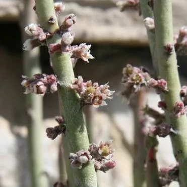Euphorbia antisyphilitica
