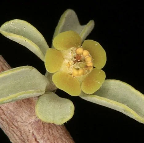 Cyathium of Euphorbia guerichiana