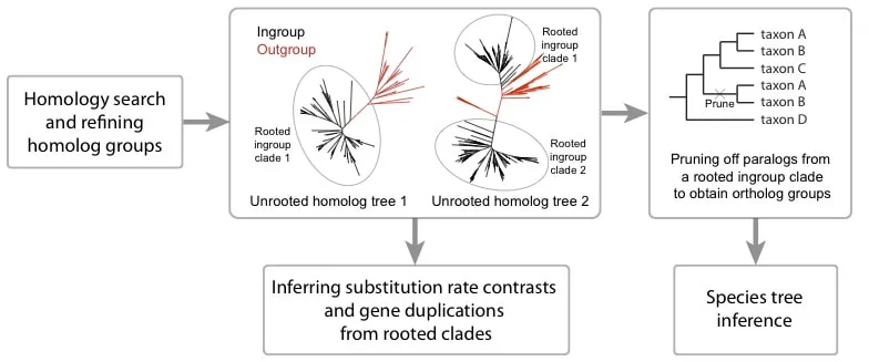 Phylogenomic inference pipeline