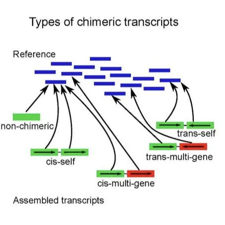 Types of chimeric transcripts