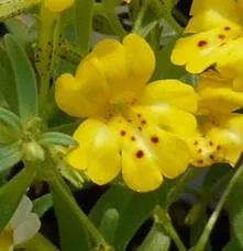 Monkey flower