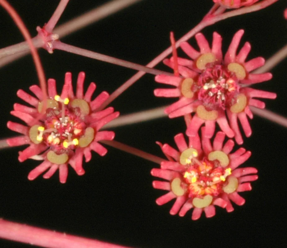 Cyathia of Euphorbia subpeltata