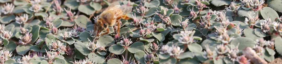 Bee pollinating Euphorbia hooveri in central California