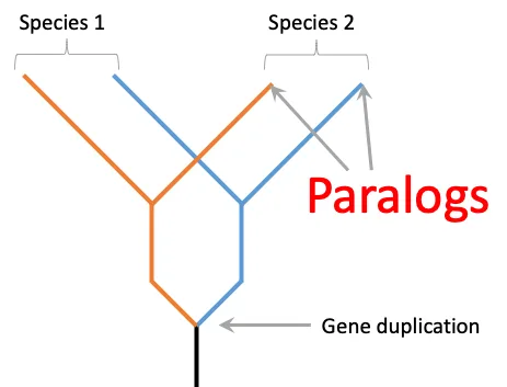Detecting paralogs from Hyb-Seq data