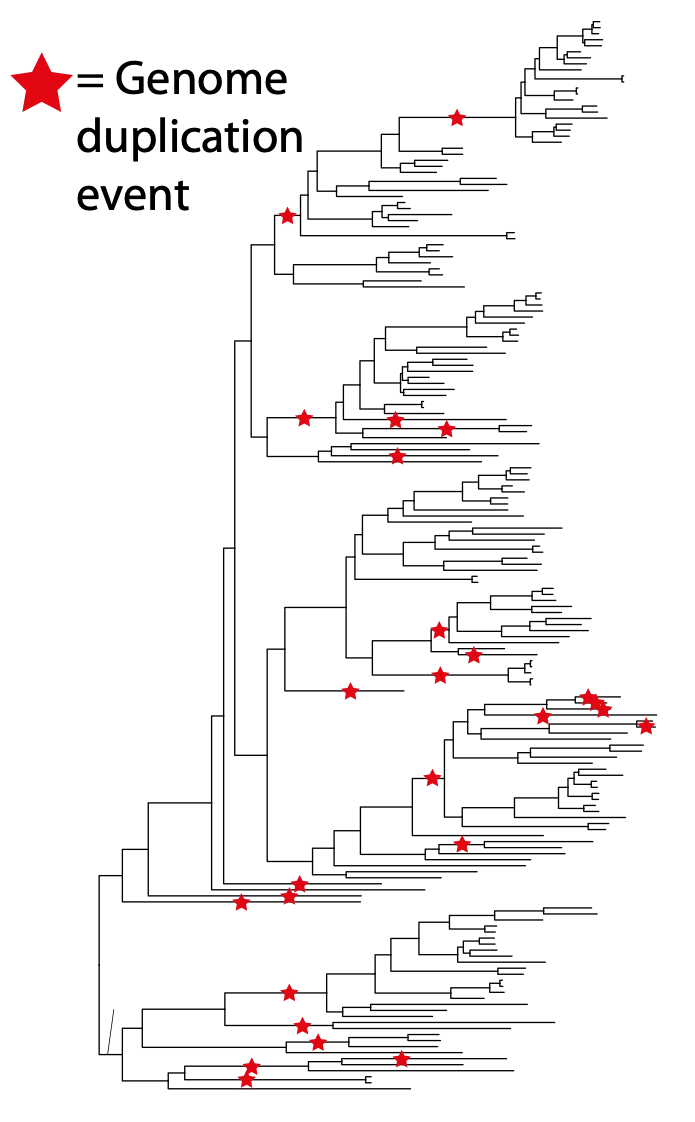 Distribution of genome duplication events across Caryophyllales